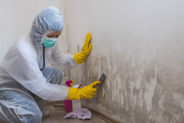 Why You Should Choose Our Mold Remediation Services in Choccolocco, AL